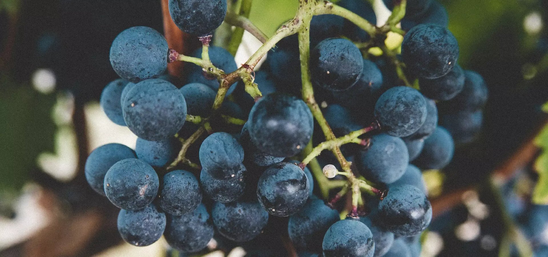 Close up image of dark grapes on the vine