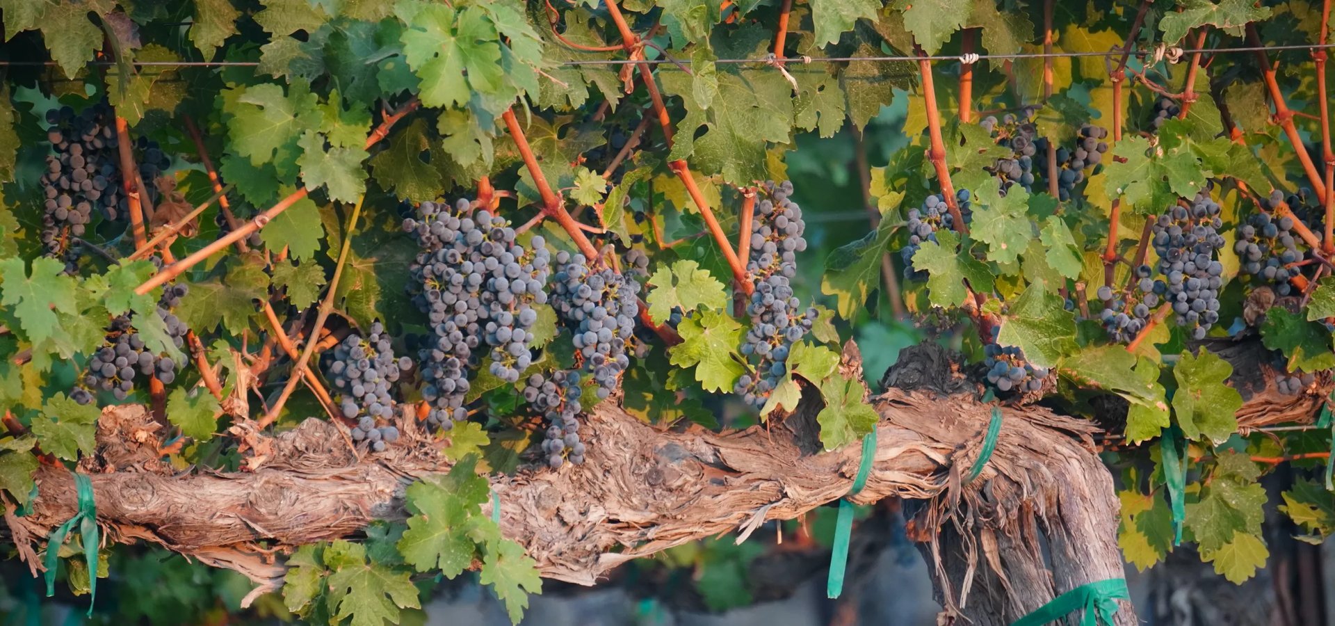 Close up of mature vine with many bunches of dark wine grapes