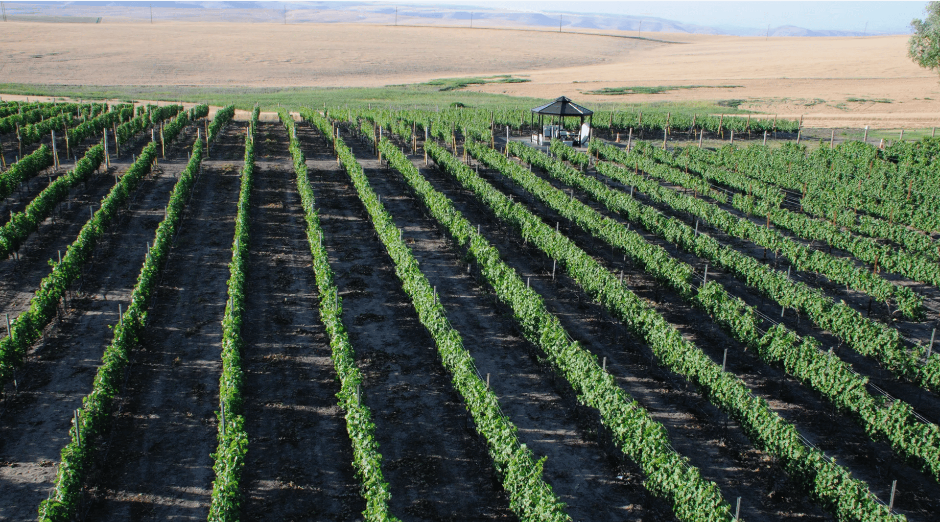 view of rows of grapevines with a gazebo and fields in the background