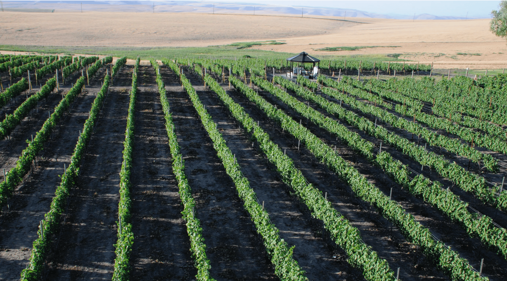 view of rows of grapevines with a gazebo and fields in the background