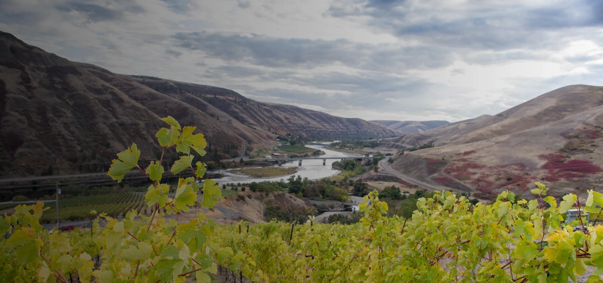 view of vineyards in the foreground with a river and mountains in the background